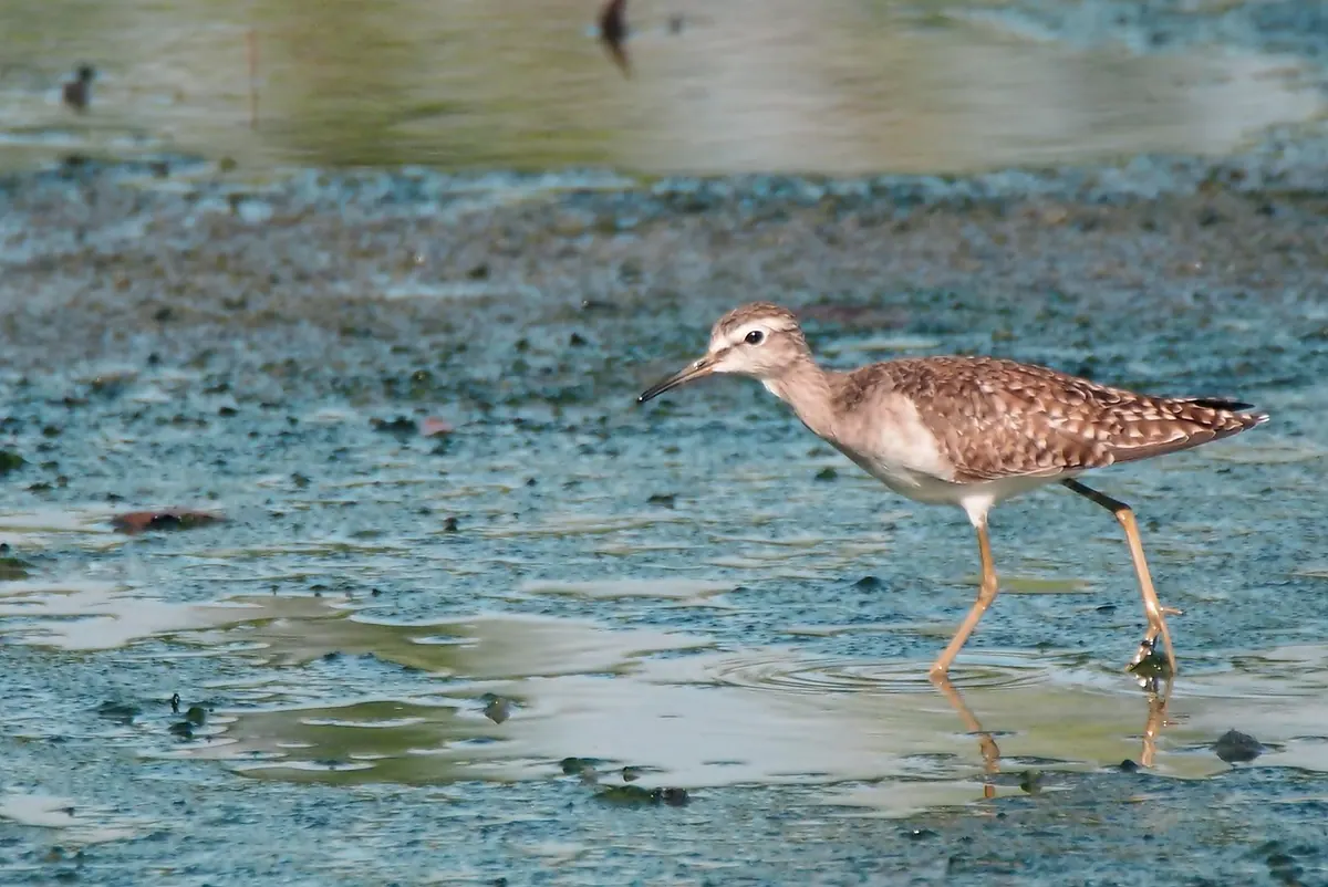 Common Mistakes Visitors Make at Wetland Sanctuaries (and How to Avoid Them)