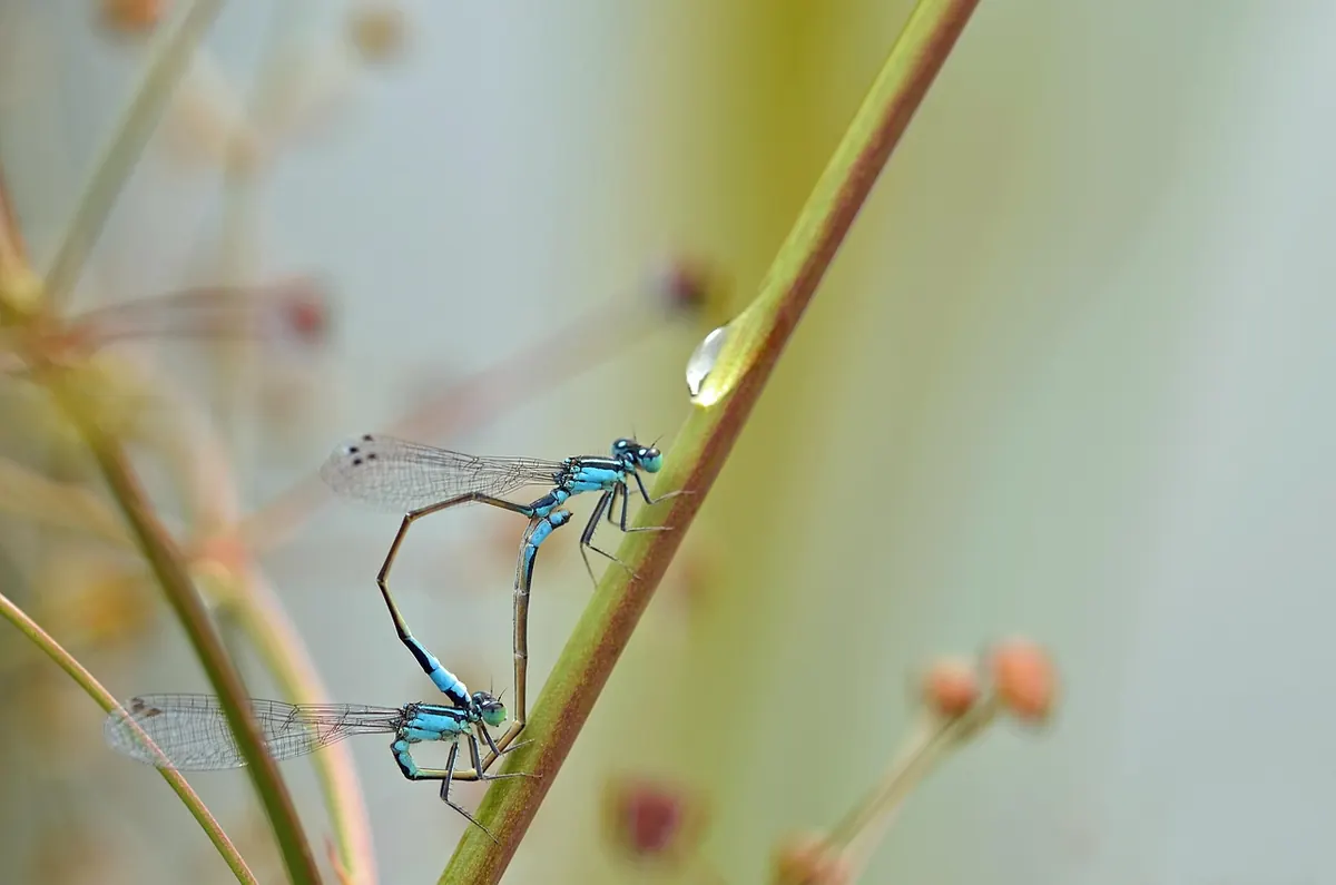 Dragonflies and Damselflies of UK Wetlands: A Beginner's Identification Guide