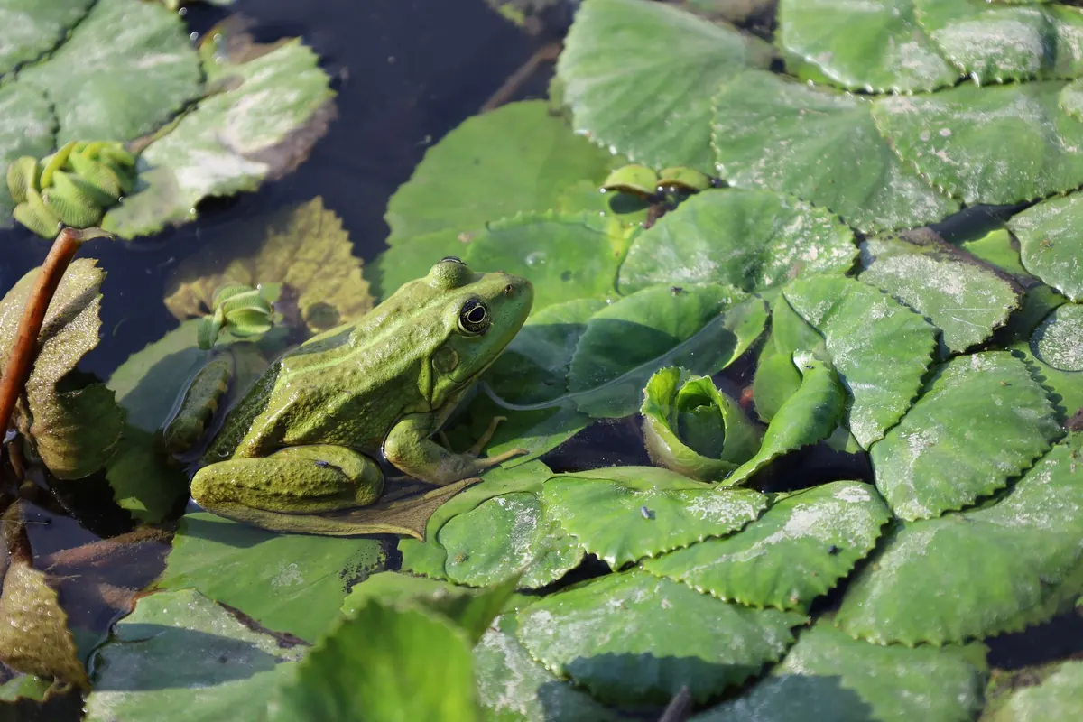How to Build a Mini Wetland in Your Garden for Frogs and Dragonflies