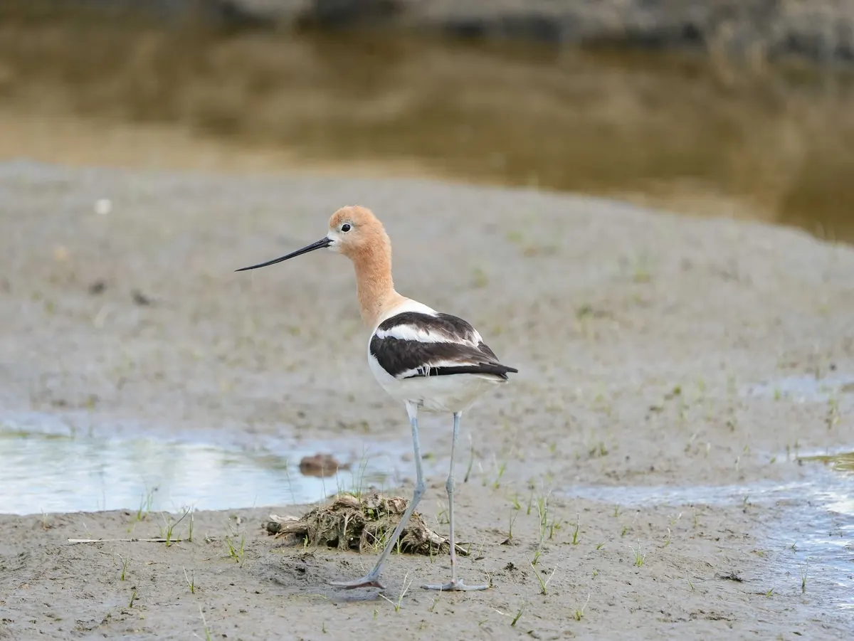 How to Identify Common UK Wading Birds by Silhouette and Call