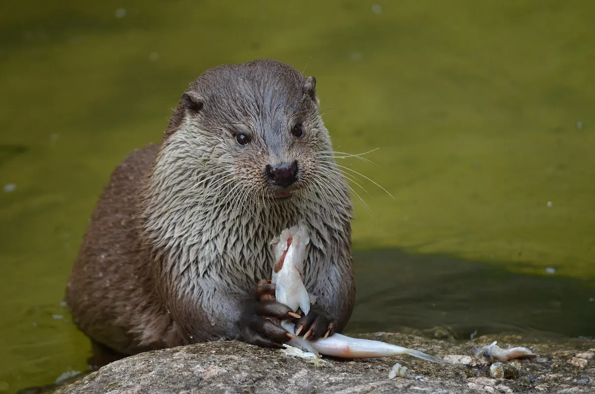 Otters, Water Voles and American Mink: How to Tell Them Apart