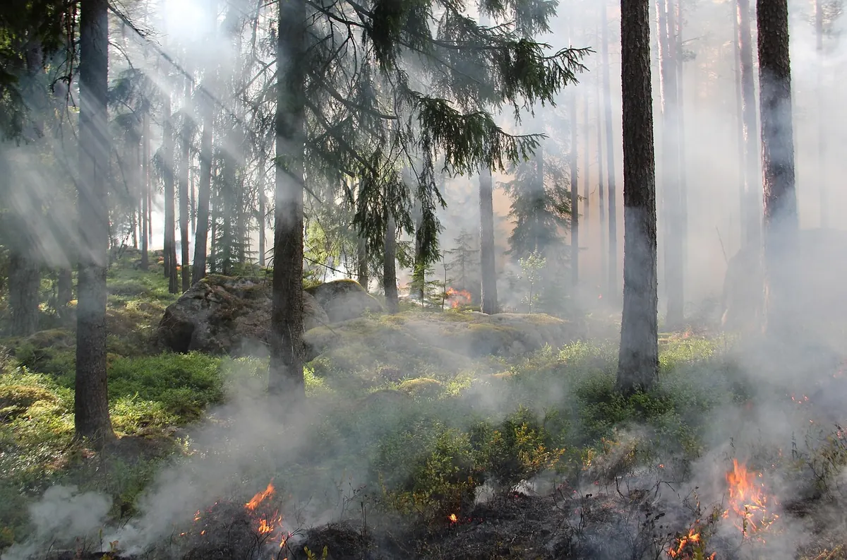 Reedbed Management Explained: Why Cutting, Burning and Grazing Help Wildlife